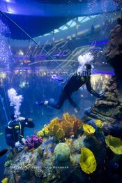 Image du Maroc Professionnelle de  Des hommes grenouilles s’activent au nettoyage du récif de corail de l’Aquadream, un aquarium massif de 1.000.000 L, conçu et construit par International Concept Management (ICM). Les visiteurs ont la possibilité de faire de la plongée sous-marine à l'intérieur de l'aquarium pour cela ils seront  accompagné par un instructeur professionnel, pour d’autre la possibilité de faire un tour à travers le centre pour découvrir environ 40 espèces différentes de poissons.  Située sur le Boulevard de la Corniche Boulevard de L'Océan Ain Diab, à Casablanca, Vendredi 16 Décembre 2011. (Photo / Abdeljalil Bounhar)